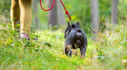 A dog is kept on a leash. Concept: dog training