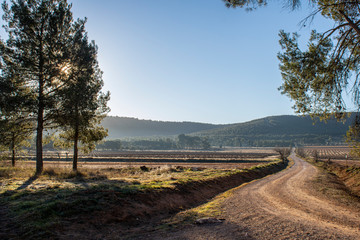 Road to the fields with vineyards at dawn in "Fontanars dels Alforins".