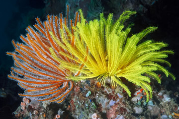Orange and yellow sea lilies (feather stars) on top of coral. Underwater macro photography.