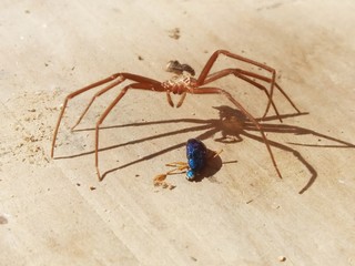 mosquito sucking blood on finger