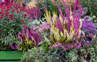 Flowers and plants in the autumn garden. Landscaping of the garden.