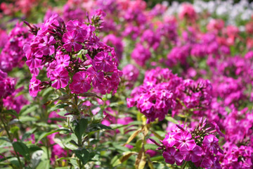Pink color in the garden