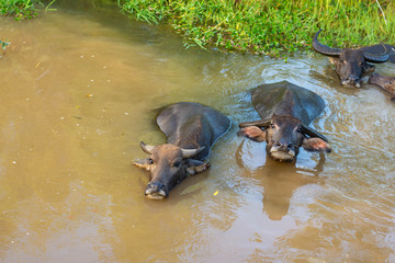 Thai buffalo is immersed in a pond