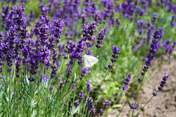 Butterfly on lavender