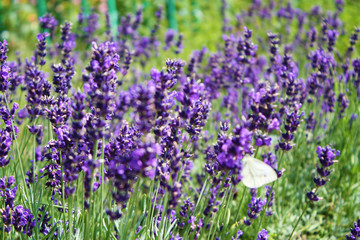 Obraz premium Butterfly on lavender