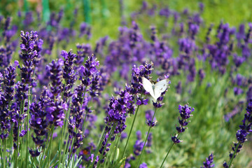 Naklejka premium Butterfly on lavender