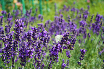 Butterfly on lavender