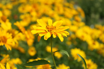 Yellow flowers in the garden