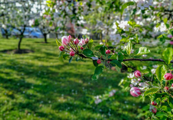 Beautiful spring flowers on the trees in the nature and soft green grass on sunny blue sky warm day picnic park closeup