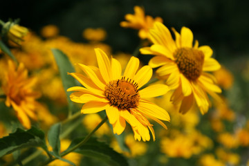 Yellow flowers in the garden