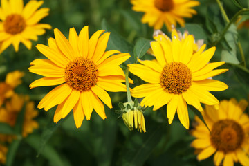 Yellow flowers in the garden