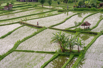 Rice fields in the neighbourhood of Tirta Gangga, Bali, Kabupaten Karangasem, IDN