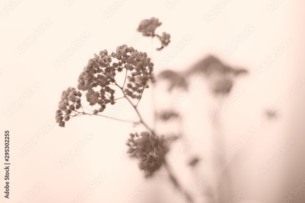 Canvas Prints A beautiful bouquet of dried wildflowers. Sepia photo