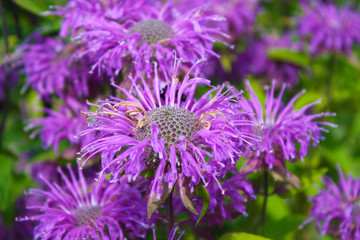 Obraz premium Pink flowers in the garden