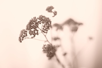 A beautiful bouquet of dried wildflowers. Sepia photo