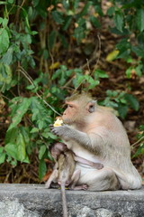 Naklejka na ściany i meble Monkey family has a monkey mother and a cute monkey baby.Monkey eating food that tourists throwMonkey is playing and staring