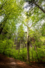 Fototapeta premium Wanderung Schrammsteine - Ausblick 3