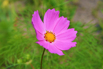 Fototapeta premium Pink flowers in the garden