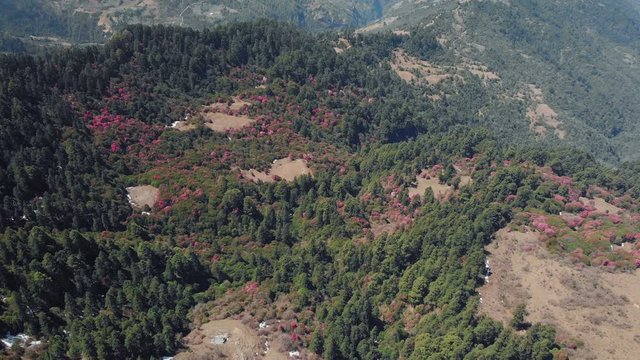 Aerial view of blooming rhododendrons among firs and pastures from which snow has just melted. Spring in Nepal, near Ghorepani and Poon Hill.