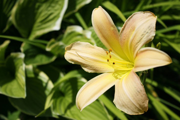 Yellow lily