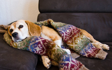 Cute old Beagle, dog, sleeping in a cosy sweater from wool, handknitted