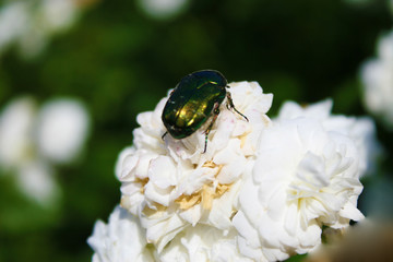 Beetle on a white rose