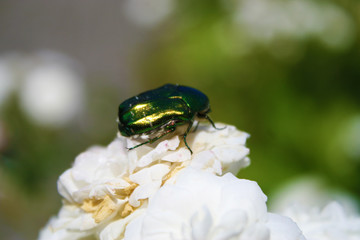 Beetle on a white rose