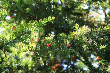 Pine branches