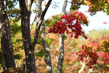 紅葉の風景