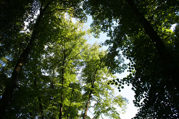 Trees on sky background