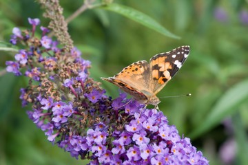 Ein Schmetterling auf einer Blume.