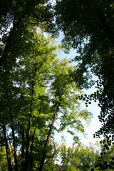 Obraz premium Trees on sky background
