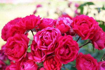 Red roses in the garden