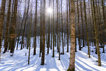 Austrian forrest during winter season with an amazing sunset in the background. forrest with snow. Winter landscape photography in austria Europe