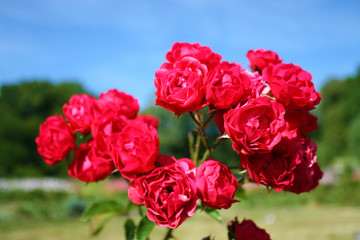 Red roses in the garden