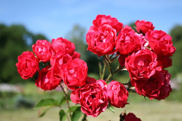 Red roses in the garden