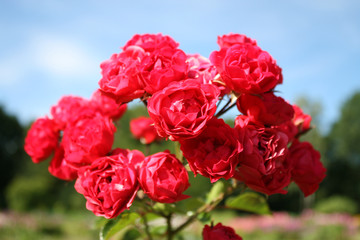 Red roses in the garden