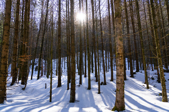 Austrian forrest during winter season with an amazing sunset in the background. forrest with snow. Winter landscape photography in austria Europe
