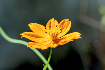 Background macro close up of a bright orange and yellow beautiful flower Sulphur Cosmos.