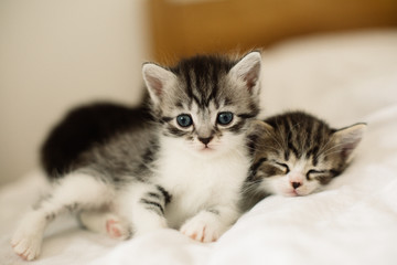 two kittens in a basket