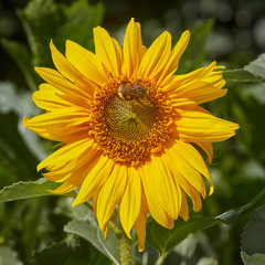 Sunflower with humble bee against green background