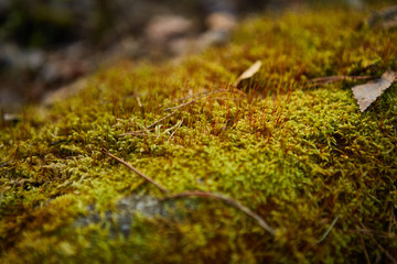 nature of Belarus