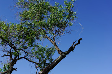 An old tree with blue sky in summer time