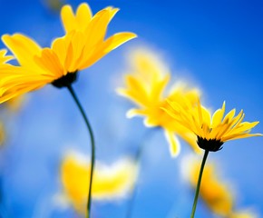 close up of yellow daisy heads with clear blue sky