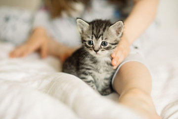 kitten in hands