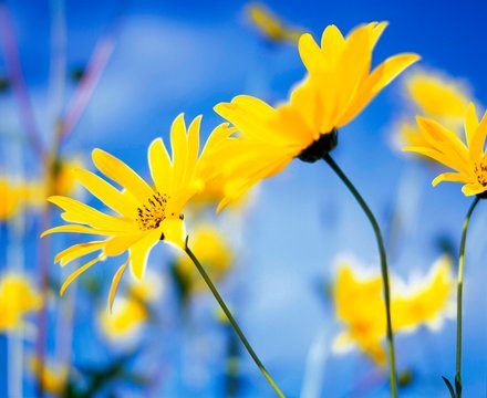 close up of yellow daisy heads with clear blue sky
