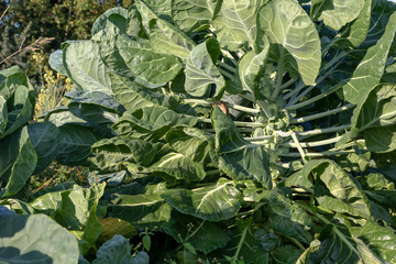 The Brussels sprout cabbage plant growing in organic permaculture garden