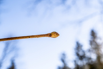 macro photography of a bud in beautiful sunlight with natural sky in the background