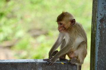 Monkey Asia  in Thailand