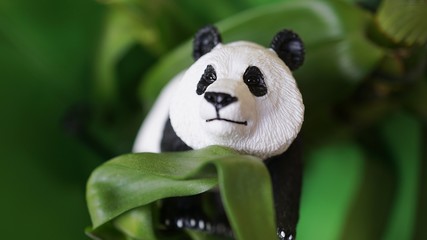 panda eating bamboo